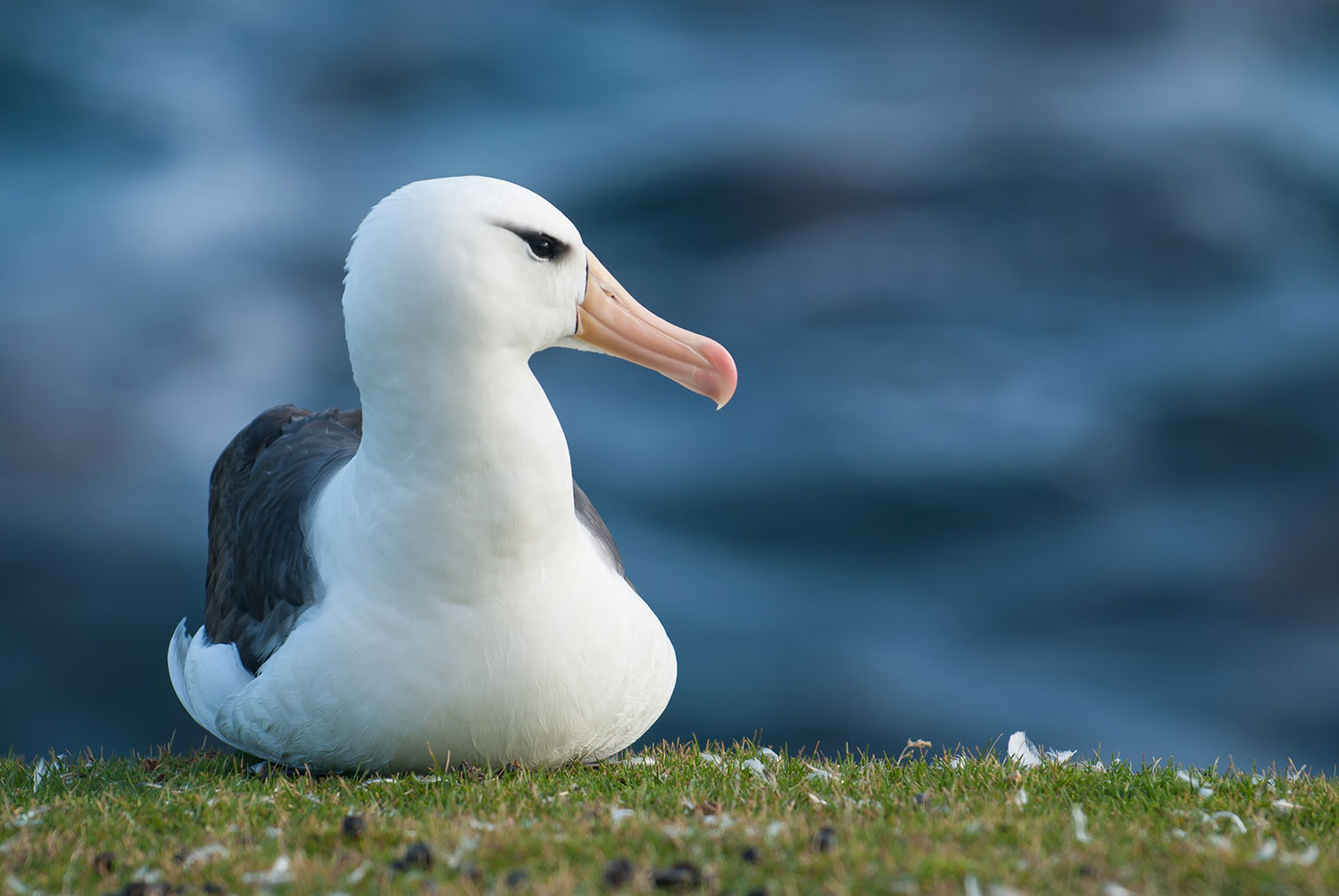 Black-browed-Albatross-Saunders-Island>