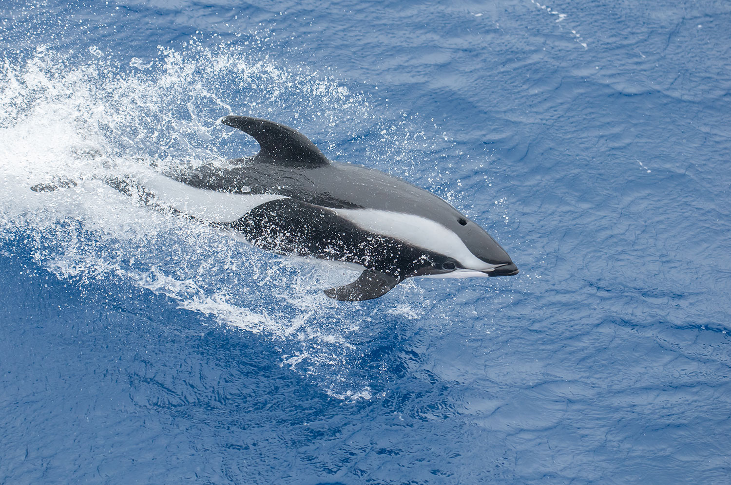 Hourglass-Dolphin>